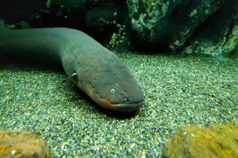 Nesta quinta-feira (11), o Seminários da Amazônia irá receber uma palestra sobre o universo dos peixes e a maneira como desenvolveram unidades organizadas de informação para se comunicarem. O encontro acontecerá a partir das 16h, na Editora Inpa, no Centro de Convivência, prédio 97, Campus I. O pesquisador do Inpa José Alves Gomes vai apresentar uma visão integrada dos estudos desenvolvidos com os peixes elétricos gymnotiformes - da ordem dos peixes ósseos, como o poraquê. Gomes explica que esses peixes produzem descargas elétricas fracas, chamadas descargas do órgão elétrico, ou DOEs, que funcionam como sinais biológicos fundamentais para orientação, reconhecimento e comunicação. “Embora esses sinais sejam invisíveis aos nossos sentidos, eles compõem um universo sensorial extremamente rico, no qual cada indivíduo emite uma espécie de “assinatura elétrica” que pode variar entre espécies, populações, sexos, estados fisiológicos e contextos comportamentais.”, completa o pesquisador. Na palestra, o oceanógrafo irá mostrar possíveis significados comunicativos e suas modulações. O trabalho é feito por Gomes e os pesquisadores do Laboratório de Fisiologia Comportamental e Evolução (LFCE), que buscam entender e explorar até que ponto essas descargas podem ser entendidas como unidades organizadas de informação: de elementos simples, comparáveis a “fonemas”, até sequências mais complexas, que poderiam funcionar como “palavras”, “frases”, “sotaques” ou “dialetos” elétricos. A pesquisa envolve gravações em laboratório, análises computacionais de sinais, estudos comparativos entre espécies e populações e, ainda, novas ferramentas de detecção de interações elétricas entre indivíduos. Com essa estrutura, o objetivo é compreender como esses peixes codificam variações sutis de frequência, fase, forma de onda e padrões temporais. Para Gomes, o trabalho ainda pode avançar e analisar questões pouco exploradas. “Indivíduos de uma mesma população compartilham padrões elétricos semelhantes? Espécies diferentes “ouvem” ou interferem nos sinais umas das outras? Certas modulações estão associadas a aproximação, reconhecimento, territorialidade ou reprodução?", questiona. A palestra intitulada “Desvendando o universo eletrocomunicativo dos peixes elétricos gymnotiformes: fonemas, palavras, frases, sotaques e dialetos” pretende mostrar as possibilidades de estudo da evolução da comunicação animal e é uma oportunidade para os ouvintes conhecerem melhor essa espécie e compreender que a linguagem da vida pode assumir formas muito diferentes daquelas percebidas pelos sentidos humanos. Serviço: Palestra: Seminários da Amazônia - “Desvendando o universo eletrocomunicativo dos peixes elétricos gymnotiformes: fonemas, palavras, frases, sotaques e dialetos” Data: 11 de maio (quinta-feira) Hora: 16h Local: Editora Inpa – Centro de Convivência, prédio 97, Campus I Nesta quinta-feira (11), o Seminários da Amazônia irá receber uma palestra sobre o universo dos peixes e a maneira como desenvolveram unidades organizadas de informação para se comunicarem. O encontro acontecerá a partir das 16h, na Editora Inpa, no Centro de Convivência, prédio 97, Campus I. O pesquisador do Inpa José Alves Gomes vai apresentar uma visão integrada dos estudos desenvolvidos com os peixes elétricos gymnotiformes - da ordem dos peixes ósseos, como o poraquê. Gomes explica que esses peixes produzem descargas elétricas fracas, chamadas descargas do órgão elétrico, ou DOEs, que funcionam como sinais biológicos fundamentais para orientação, reconhecimento e comunicação. “Embora esses sinais sejam invisíveis aos nossos sentidos, eles compõem um universo sensorial extremamente rico, no qual cada indivíduo emite uma espécie de “assinatura elétrica” que pode variar entre espécies, populações, sexos, estados fisiológicos e contextos comportamentais.”, completa o pesquisador. Na palestra, o oceanógrafo irá mostrar possíveis significados comunicativos e suas modulações. O trabalho é feito por Gomes e os pesquisadores do Laboratório de Fisiologia Comportamental e Evolução (LFCE), que buscam entender e explorar até que ponto essas descargas podem ser entendidas como unidades organizadas de informação: de elementos simples, comparáveis a “fonemas”, até sequências mais complexas, que poderiam funcionar como “palavras”, “frases”, “sotaques” ou “dialetos” elétricos. A pesquisa envolve gravações em laboratório, análises computacionais de sinais, estudos comparativos entre espécies e populações e, ainda, novas ferramentas de detecção de interações elétricas entre indivíduos. Com essa estrutura, o objetivo é compreender como esses peixes codificam variações sutis de frequência, fase, forma de onda e padrões temporais. Para Gomes, o trabalho ainda pode avançar e analisar questões pouco exploradas. “Indivíduos de uma mesma população compartilham padrões elétricos semelhantes? Espécies diferentes “ouvem” ou interferem nos sinais umas das outras? Certas modulações estão associadas a aproximação, reconhecimento, territorialidade ou reprodução?", questiona. A palestra intitulada “Desvendando o universo eletrocomunicativo dos peixes elétricos gymnotiformes: fonemas, palavras, frases, sotaques e dialetos” pretende mostrar as possibilidades de estudo da evolução da comunicação animal e é uma oportunidade para os ouvintes conhecerem melhor essa espécie e compreender que a linguagem da vida pode assumir formas muito diferentes daquelas percebidas pelos sentidos humanos. Serviço: Palestra: Seminários da Amazônia - “Desvendando o universo eletrocomunicativo dos peixes elétricos gymnotiformes: fonemas, palavras, frases, sotaques e dialetos” Data: 11 de maio (quinta-feira) Hora: 16h Local: Editora Inpa – Centro de Convivência, prédio 97, Campus I Seminários da Amazônia debate a eletrocomunicação dos peixes elétricos e mostra experimento para entender a interação dos gymnotiformes
