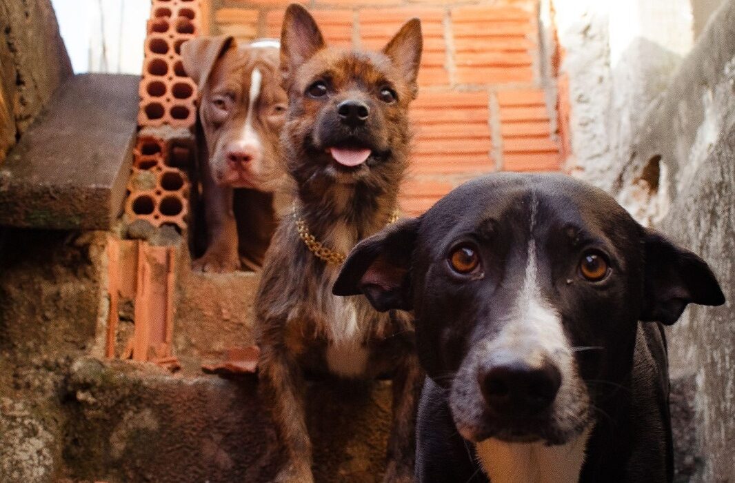 Justiça fiscaliza políticas públicas voltadas à proteção e bem-estar animal, em Eirunepé